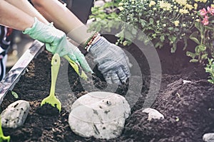 Spring gardening, planting flower seedlings, gardeners hands in protective gloves in the ground