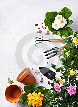 Spring gardening tools and flowers in pots for planting top view. Preparation houseplants for spring. Woman hobby and floricultur