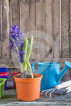 Spring gardening tools and plants on old wooden background,vertical picture