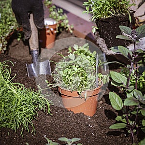 Spring gardening, transplanting flower seedlings. Female hands of a gardener in protective gloves with a small shovel