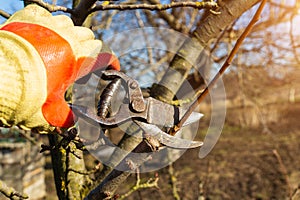 Spring gardening work. In the spring, a farmer manually trims and trims the branches of fruit trees using a hand pruner. A man