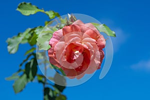 Spring in gardens, rose bush of purple flowers with a beautiful blue sky background