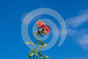Spring in gardens, rose bush of purple flowers with a beautiful blue sky background