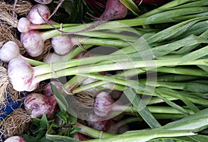 Spring garlic, Allium sativum