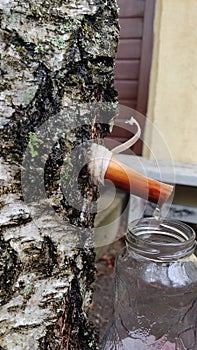 The spring gathering of birch sap in a bottle