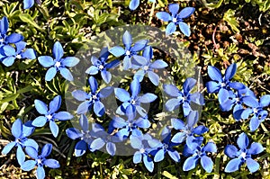 Spring Gentian in the French Alps
