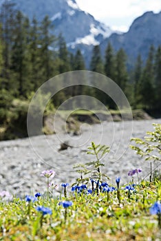 Spring Gentian in the German Alps