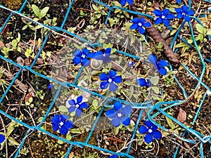 Spring gentian grows between a protective net.