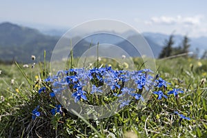 Spring gentian on a sunny mountain meadow