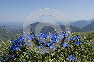 Spring gentian on a sunny mountain meadow