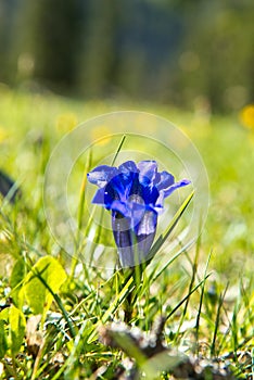 Spring Gentiana in the German Alps