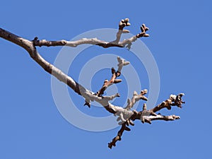 Spring gentle leaves