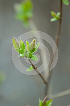 Spring gentle leaves, buds and branches