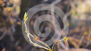 Spring gentle leaves, buds and branches