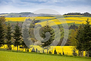 Spring Germany rapeseed.