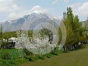 Spring is in the Gissar valley