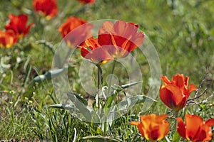 The spring glade red Greig\'s tulip, grows in the deserts, steppes and mountains of the Tien Shan in Kazakhstan