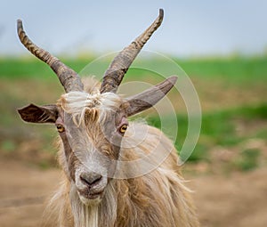 spring goats on the field 12