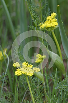 Spring Gold Lomatium utriculatum Cowichan Garry Oak Preserve, Cowichan Valley, Vancouver Island