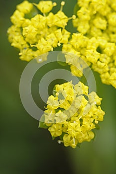 Spring Gold Lomatium utriculatum, Cowichan Valley, Vancouver Island, British Columbia