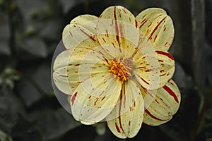 Spring 2019 Golden Gate Park Ca.