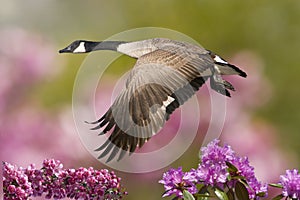 Spring Goose In Flight With Crab Apple