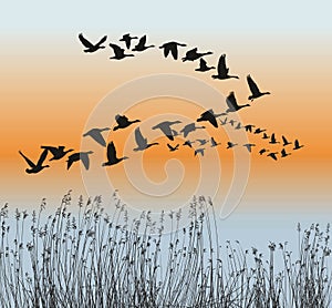 Spring goose migration