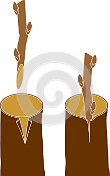 Spring grafting tree.