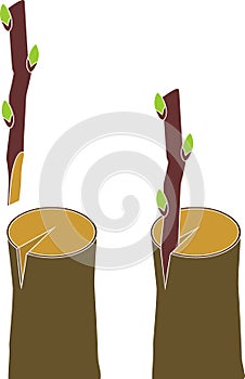 Spring grafting tree.