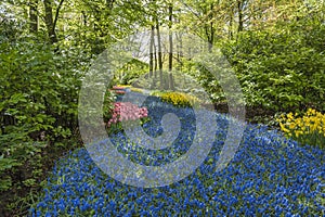 Spring Grape Hyacinth field in garden at Lisse Holland Netherlands