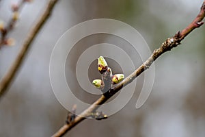 Spring. Grape vine with a bud. New growth budding out from grapevine vine yard