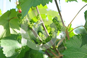 Spring grape vine budding. Green background sunny day. Agriculture season beginning