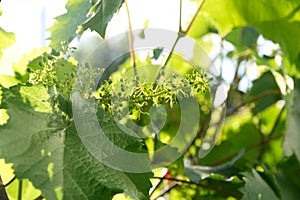 Spring grape vine budding. Green background sunny day. Agriculture season beginning. Grapevine plant