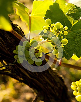 Spring grapevine