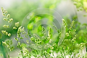 Spring gras grass illuminated by sunlight