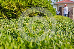 Spring grass background