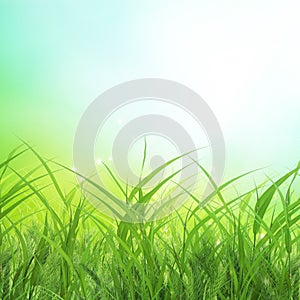 Spring grass background