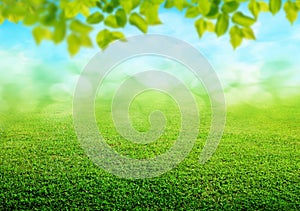 Spring grass background