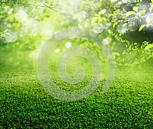 Spring grass background