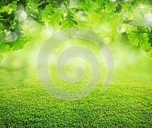 Spring grass background