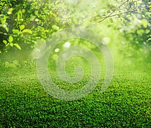 Spring grass background