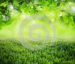 Spring grass background