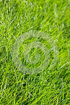 Spring grass background