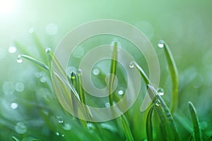 spring grass background. bright green grass with water drops. natural backgrounds with green grass. Stalks of grass with