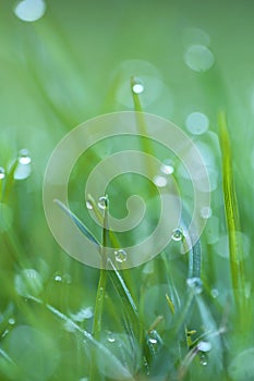 spring grass background. bright green grass with water drops. natural backgrounds with green grass. Stalks of grass with
