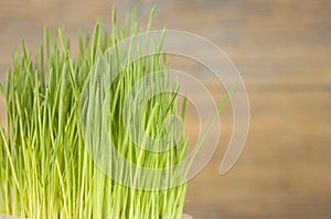 Spring grass background. Grass over wood. Nature background with grass and wood