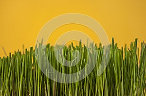 Spring grass background. Grass over wood. Nature background with grass and wood