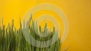 Spring grass background. Grass over wood. Nature background with grass and wood