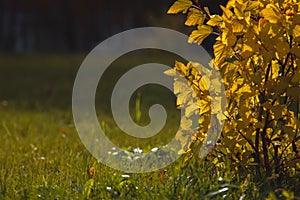 Spring grass background. manicured lawn, sunset