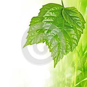 Spring grass background with three leaves